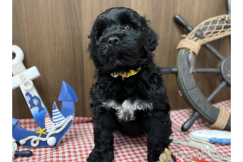 成約済の東京都のその他の犬種-348141の9枚目